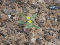 Arnebia hispidissima