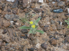 Arnebia hispidissima