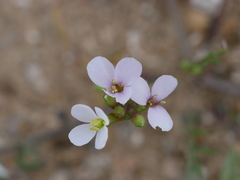 Erucaria hispanica