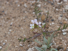 Erucaria hispanica