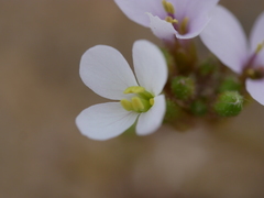 Erucaria hispanica