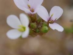 Erucaria hispanica
