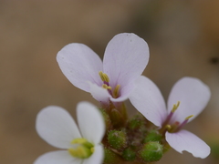 Erucaria hispanica