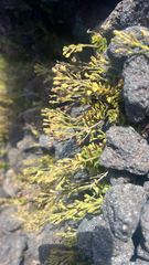 Veronica hookeriana, photograph Alan Weakley, CC0, iNaturalist via GBIF
