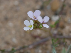 Erucaria hispanica