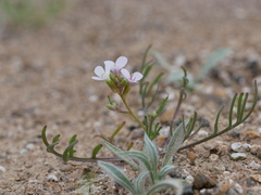Erucaria hispanica