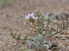 Erucaria hispanica