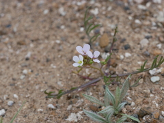 Erucaria hispanica