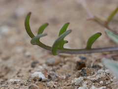 Erucaria hispanica