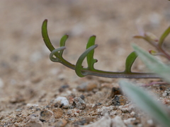Erucaria hispanica