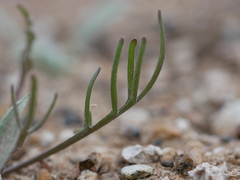 Erucaria hispanica