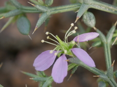 Fagonia bruguieri