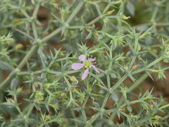 Fagonia bruguieri