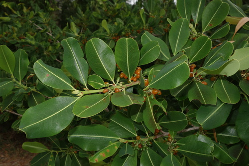 Erythroxylum platyclados observed 2026-01-06