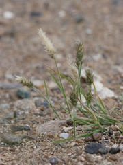 Rostraria pumila
