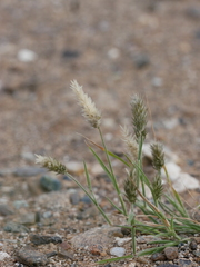 Rostraria pumila