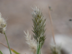 Rostraria pumila
