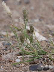 Rostraria pumila