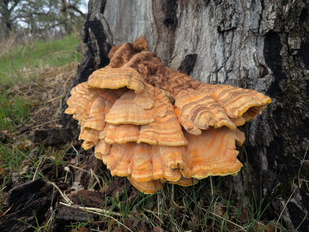 Laetiporus gilbertsonii · November 2025 · photo: © alex_wentworth (iNaturalist, cc-by)