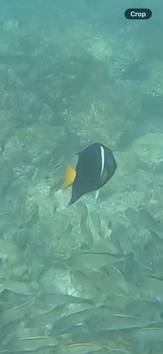 Holacanthus passer