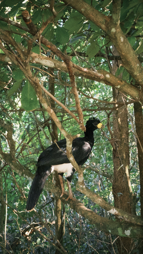 Bare-faced Curassow