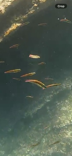 Thalassoma lucasanum