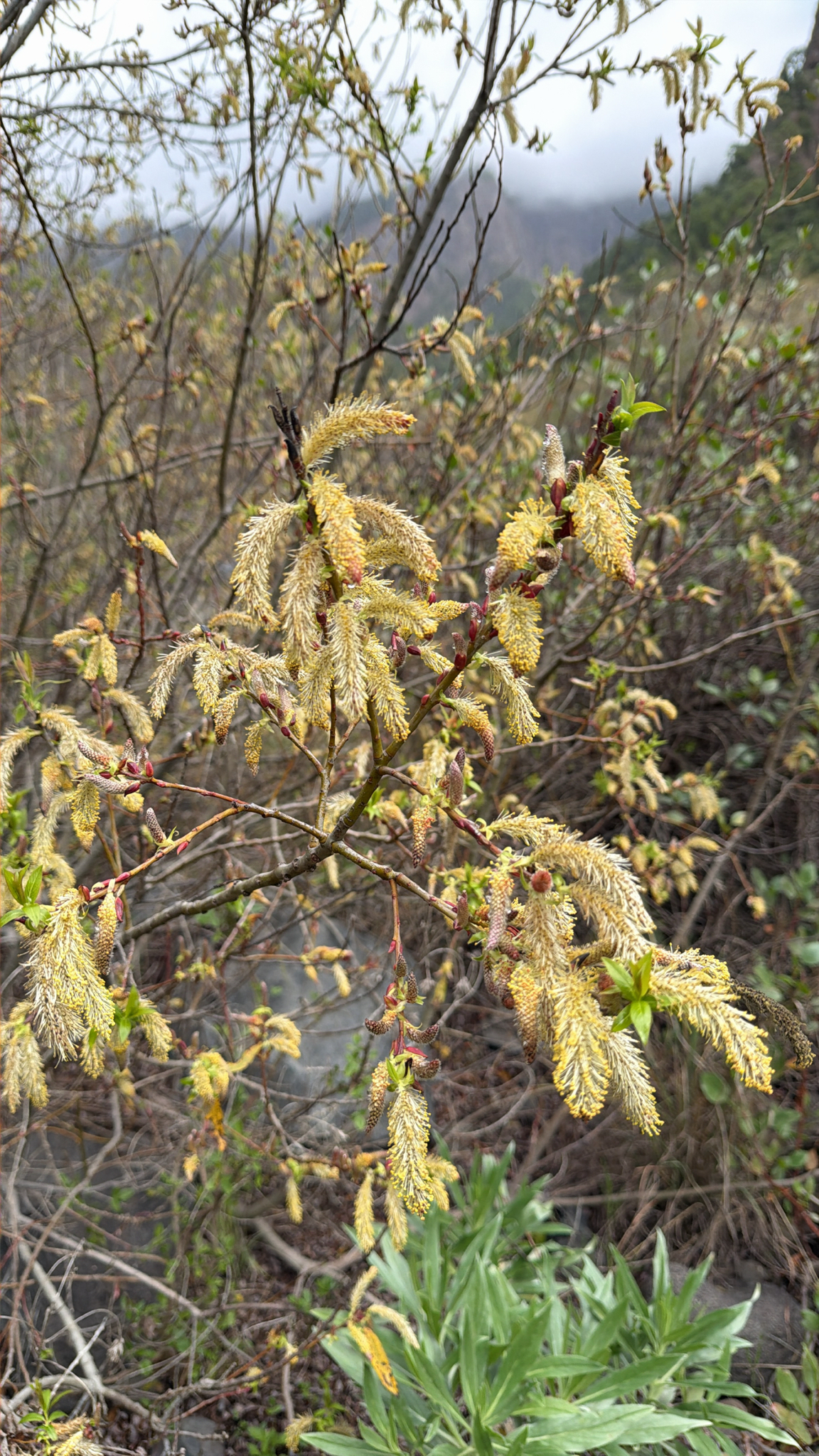 Salix pedicellata