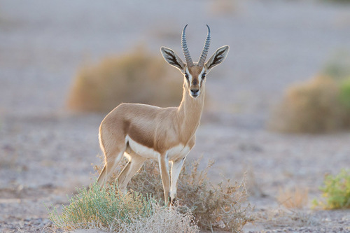 Dorcas Gazelle