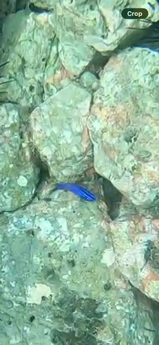 Stegastes acapulcoensis
