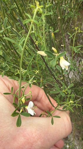 Cytisus filipes, photograph 1