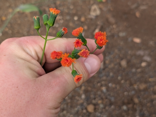 Emilia coccinea, photograph 3