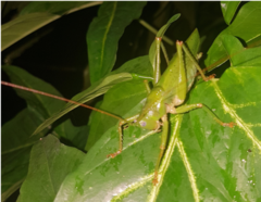 Austrosalomona destructor