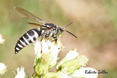Bicyrtes discisus