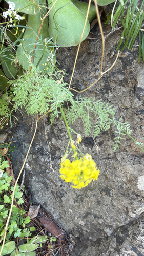 Descurainia millefolia, photograph 2