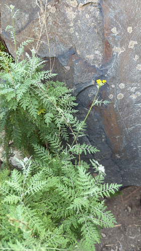 Descurainia millefolia