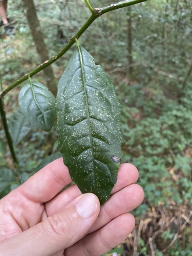 lemon wood (Xymalos monospora)