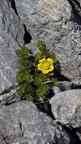 Ranunculus sericophyllus observed 2026-02-04
