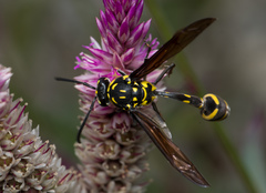 Phimenes flavopictus formosanus