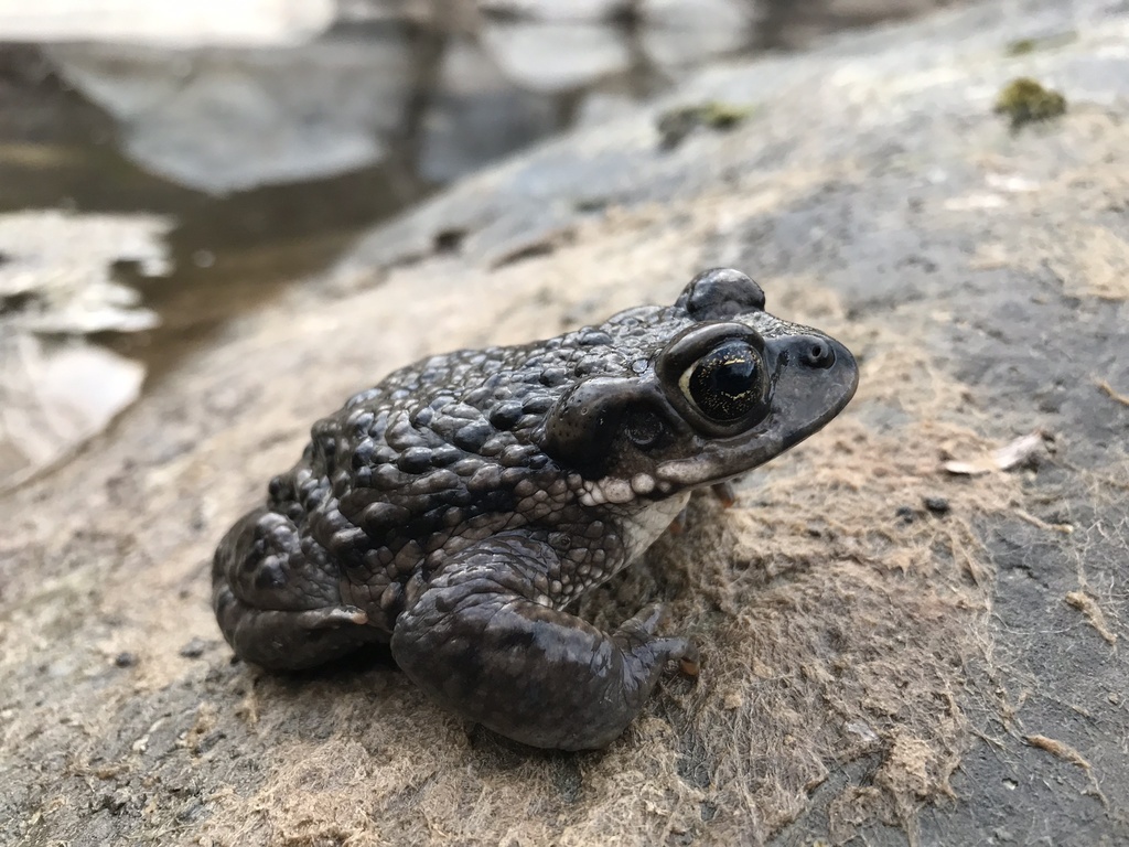 Concepcion Toad