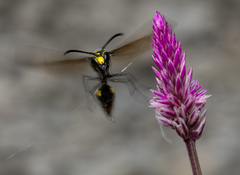 Phimenes flavopictus formosanus