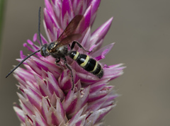 Campsomeriella