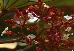 Piliostigma foveolatum