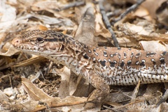 Callopistes maculatus