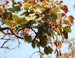 Piliostigma foveolatum