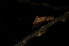 Cletomorpha simulans
