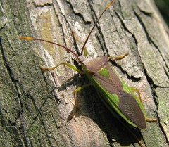 Homoeocerus walkerianus