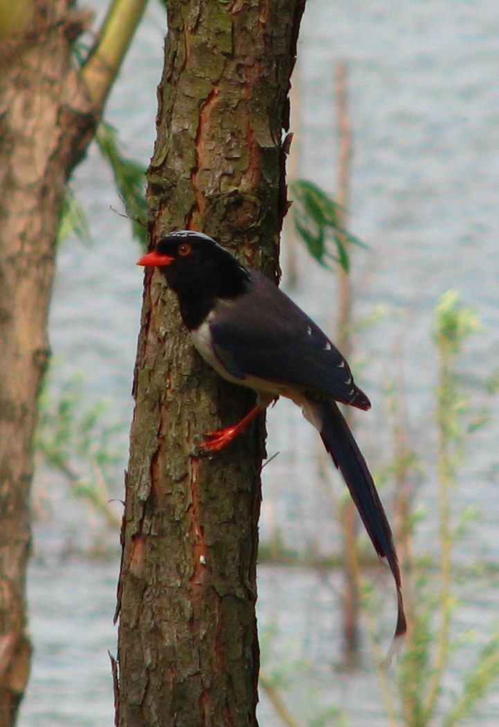 Red-billed Blue Magpie