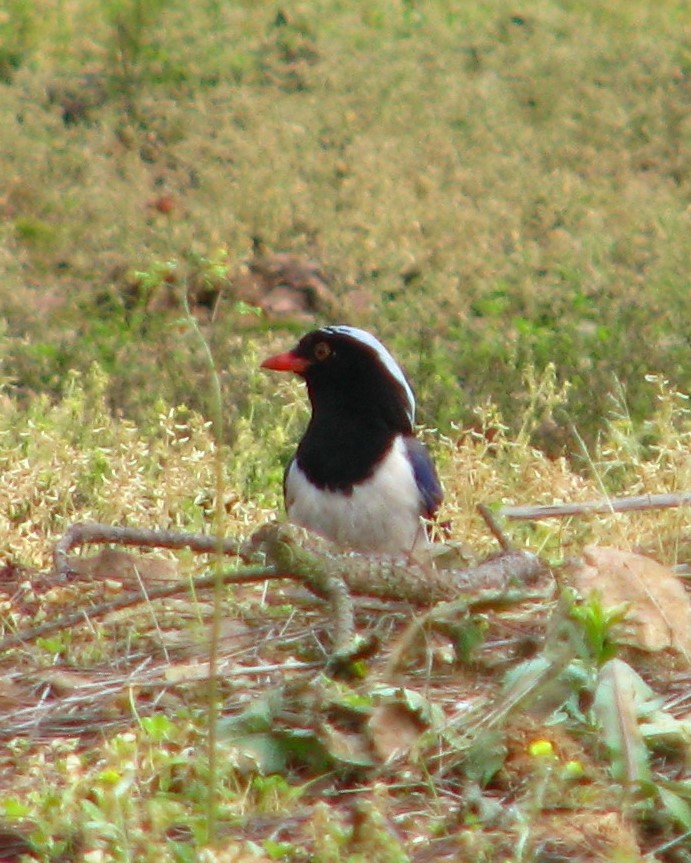 Red-billed Blue Magpie