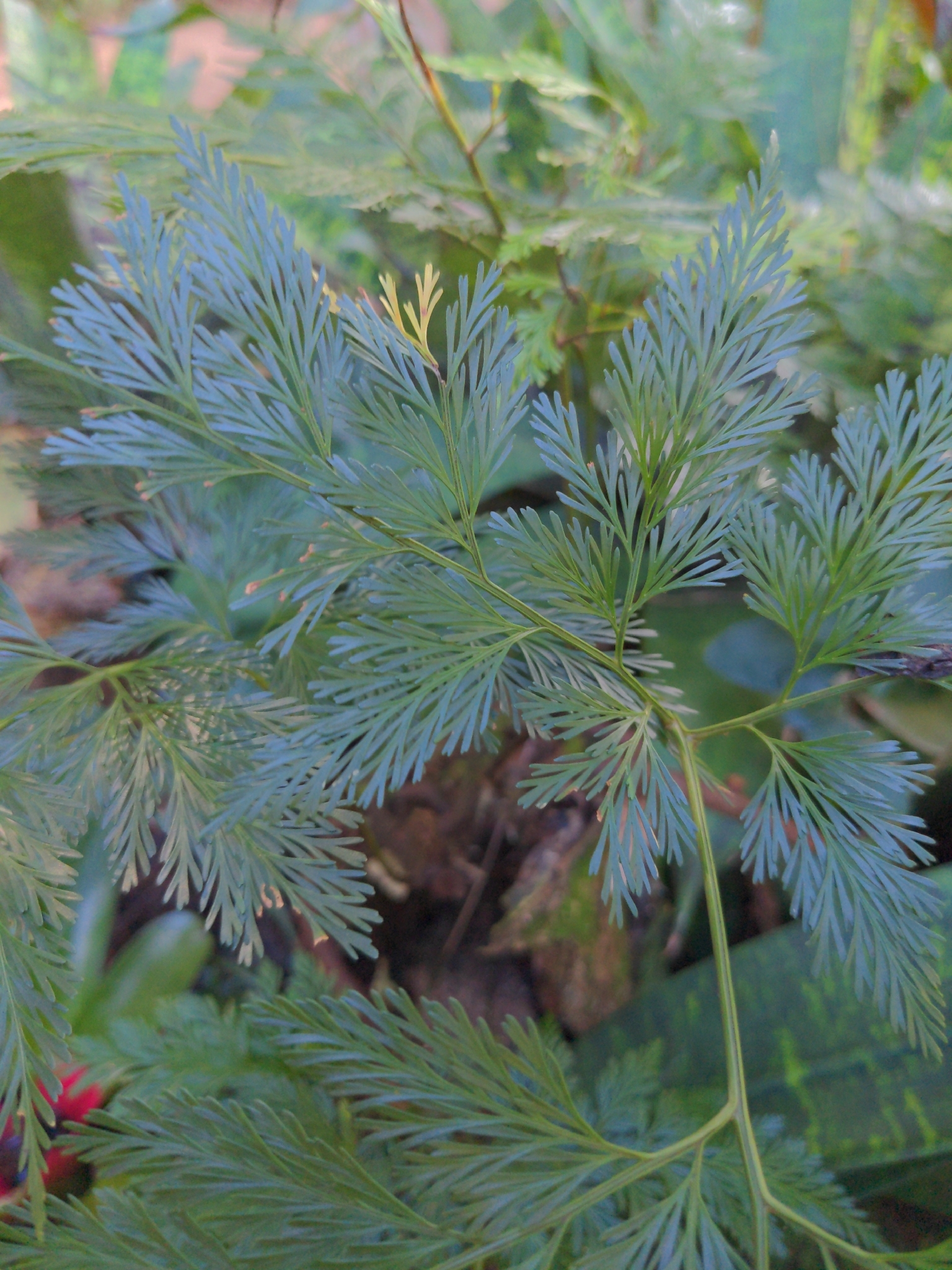 Rabbit's foot fern