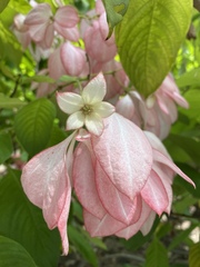 Mussaenda erythrophylla